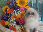 Tica exotics - Exotic Kitten For Sale - Woodburn&comma; IN&comma; US