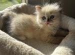 Enya - Ragdoll Kitten For Sale - 