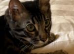 Colorado - Bengal Kitten For Sale - 