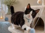 Charlie - Minskin Kitten For Sale