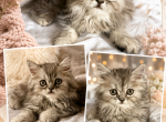 GRAY - Persian Kitten For Sale - Orlando&comma; FL&comma; US