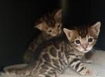 TICA Bengal Kittens - Bengal Kitten For Sale - Camarillo&comma; CA&comma; US