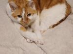 Happy - Domestic Cat For Adoption - Lititz&comma; PA&comma; US