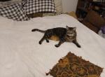 Rocket - Domestic Cat For Adoption - Lititz&comma; PA&comma; US