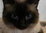 Female and male bonded siamese cats - Siamese Cat For Sale - Algonquin&comma; IL&comma; US