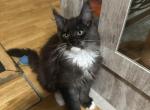 Maine Coon kittens - Maine Coon Kitten For Sale - Winfield&comma; IL&comma; US