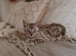 Leah's littles - Bengal Kitten For Sale - 