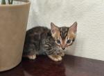 May 21st Bengal kittens - Bengal Kitten For Sale - Denver&comma; CO&comma; US