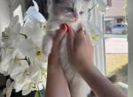 Pumpkin - Ragdoll Kitten For Sale - Sacramento&comma; CA&comma; US