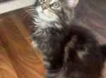 MaleMaineCoon - Maine Coon Kitten For Sale - Montrose&comma; PA&comma; US