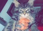 MaleMaineCoon - Maine Coon Kitten For Sale - Montrose&comma; PA&comma; US
