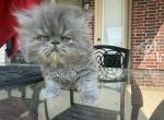 Spookie - Persian Kitten For Sale - 