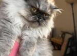 Luna - Persian Kitten For Sale - 