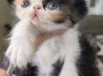 Calico - Persian Kitten For Sale - Clay&comma; PA&comma; US