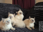 Siamese Kittens Ready July 7th - Siamese Kitten For Sale - 