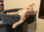 Littles bugs - Domestic Kitten For Sale - Nottingham&comma; MD&comma; US