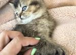 Dora - Scottish Straight Kitten For Sale - Palatine&comma; IL&comma; US