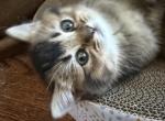Dora - Scottish Straight Kitten For Sale - 