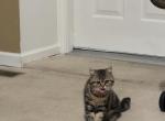 Lila - Scottish Straight Kitten For Sale - E Palestine&comma; OH&comma; US