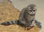 Lucy - Scottish Fold Kitten For Sale - E Palestine&comma; OH&comma; US