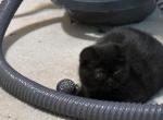 Lilly - Scottish Straight Kitten For Sale - E Palestine&comma; OH&comma; US