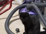 Lilly - Scottish Straight Kitten For Sale - E Palestine&comma; OH&comma; US