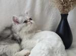 persian - Persian Kitten For Sale - Sacramento&comma; CA&comma; US