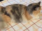 Callies babies - Ragdoll Kitten For Sale - Howell&comma; MI&comma; US