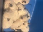 Ragdolls - Ragdoll Kitten For Sale - Baltimore&comma; MD&comma; US