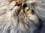SP04 Opal Silver Shaded Tortie Smoke Available - Persian Kitten For Sale - Lacey&comma; WA&comma; US