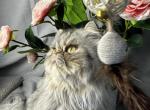 SP04 Opal Silver Shaded Tortie Smoke Available - Persian Cat For Sale - Lacey&comma; WA&comma; US