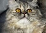 SP06 Pearl  Blue Golden Tortie Silver Smoke - Persian Kitten For Sale - Lacey&comma; WA&comma; US