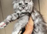 Borealis black smoke tortie - Maine Coon Kitten For Sale - Riverside&comma; CA&comma; US