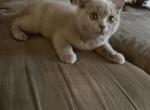 Durango from Tutti Frutti Katsumi - British Shorthair Kitten For Sale - Cutlerville&comma; MI&comma; US