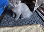 Diamond from Tutti Frutti Katsumi - British Shorthair Kitten For Sale - Cutlerville&comma; MI&comma; US