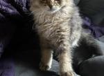 Erica from Q'Bella - British Shorthair Kitten For Sale - 
