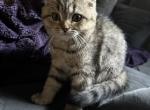 Ellie from Q'Bella - British Shorthair Kitten For Sale - Cutlerville&comma; MI&comma; US
