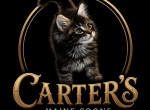 Gia - Maine Coon Kitten For Sale - Dayton&comma; OH&comma; US