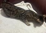 Charcoal Bengal - Bengal Kitten For Sale - GA&comma; US