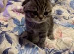 Bonnie - Scottish Fold Kitten For Sale - Levittown&comma; PA&comma; US