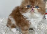 Purr babies - Persian Kitten For Sale - Arlington Heights&comma; IL&comma; US