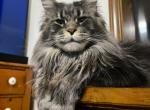 Zara huge blue tabby female - Maine Coon Cat For Sale - Riverside&comma; CA&comma; US