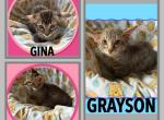 Munchkin Bengal GENETTA - Munchkin Kitten For Sale - FL&comma; US