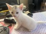 Chowder - Domestic Kitten For Sale - Norwalk&comma; CA&comma; US