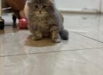 Teddy - Scottish Fold Kitten For Sale - Miami&comma; FL&comma; US