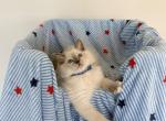 TICA Blue Mitted Bentley - Ragdoll Kitten For Sale - Mt Morris&comma; IL&comma; US
