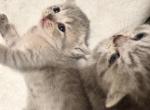Whiskers Empire - British Shorthair Kitten For Sale - Bellingham&comma; WA&comma; US