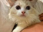 MILA - Ragdoll Kitten For Sale - Los Angeles&comma; CA&comma; US