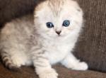 Bella - Scottish Fold Kitten For Sale - CA&comma; US