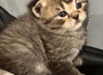Precious Paws - British Shorthair Kitten For Sale - Bellingham&comma; WA&comma; US